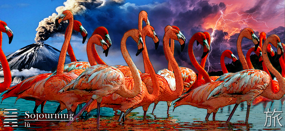 flamingos